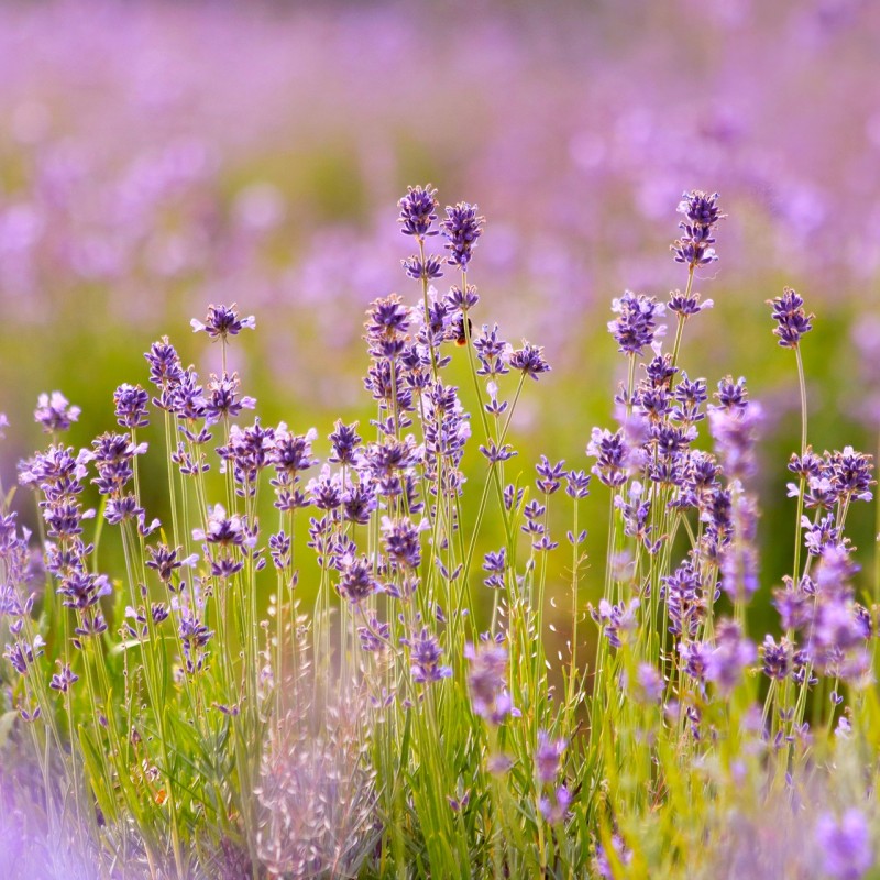 Levandule: krásná fialová bylinka se skutečně bohatým využitím